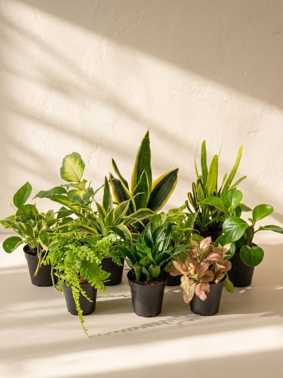 8 PACK 3.ASSORTED FOLIAGE PLANT IN GROWER POT
